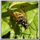 Temnostoma vespiforme - Wespen-Moderholzschwebfliege w01.jpg